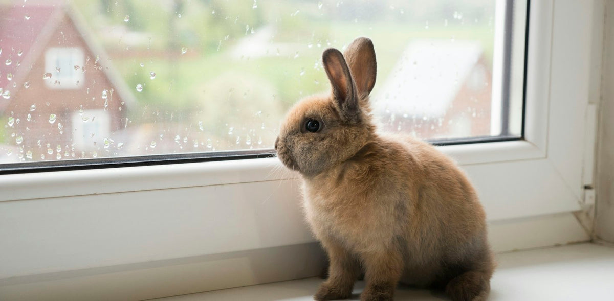 Brown rabbit by a window during daytime