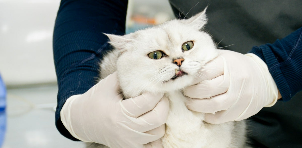 Cat being examined by a veterinarian