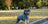 Dog wearing a striped sweater in a park