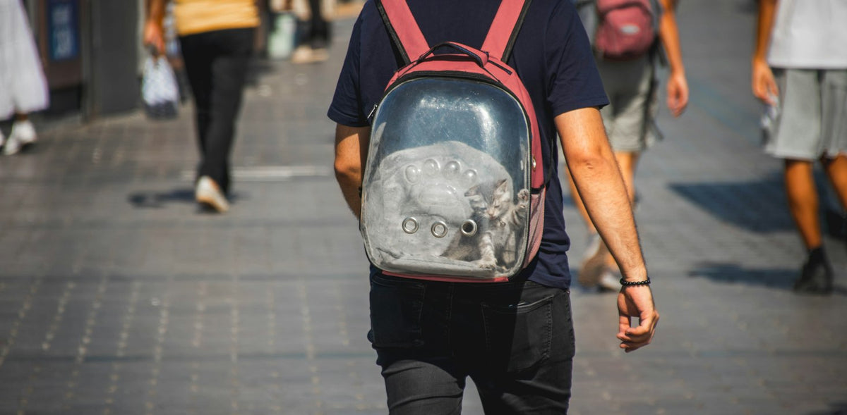 Person carrying a kitten in a pet carrier backpack