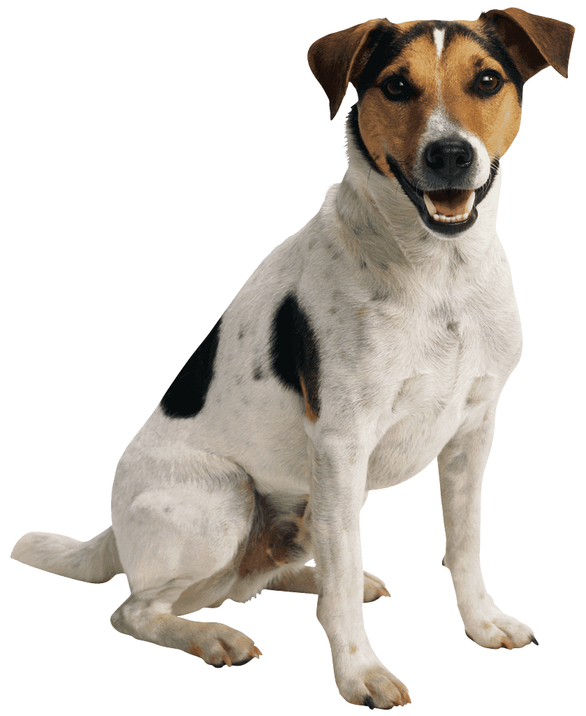 Dogs