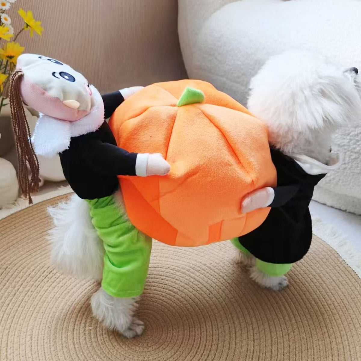 Pumpkin Halloween costume for small dogs in Pumpkin, in a home setting
