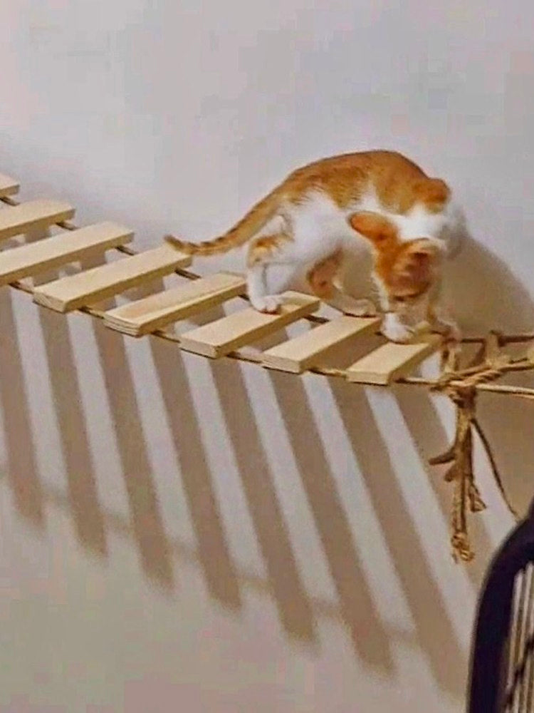 Cat climbing ladder and bridge with sisal steps, product detail photo