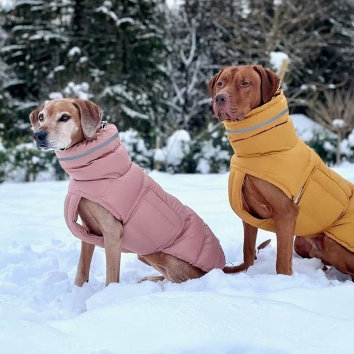 Waterproof padded dog coat with metal buckles, available in 3 colours, image 3
