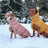 Waterproof padded dog coat with metal buckles, available in 3 colours, image 3
