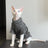 Sphynx cat wearing a warm purple two leg jumper