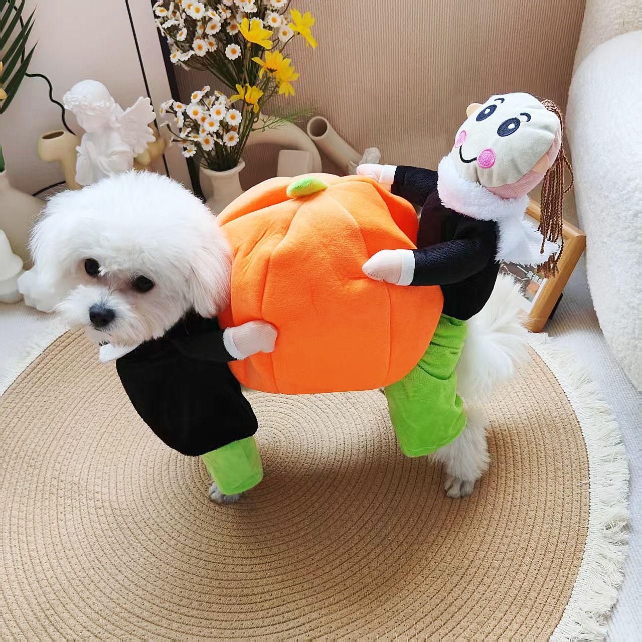 Pumpkin Halloween costume for small dogs in Pumpkin, top view