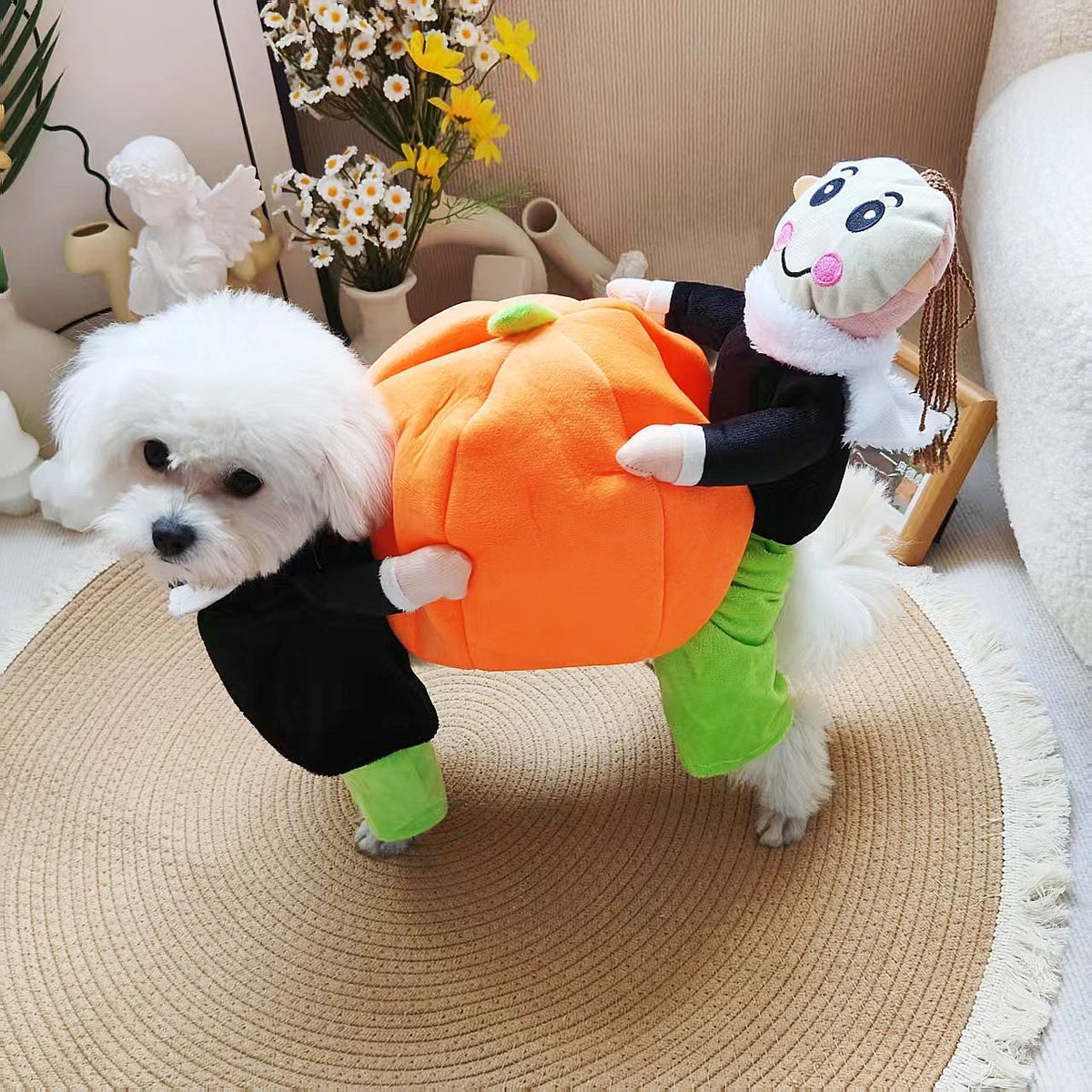 Pumpkin Halloween costume for small dogs in Pumpkin, top view