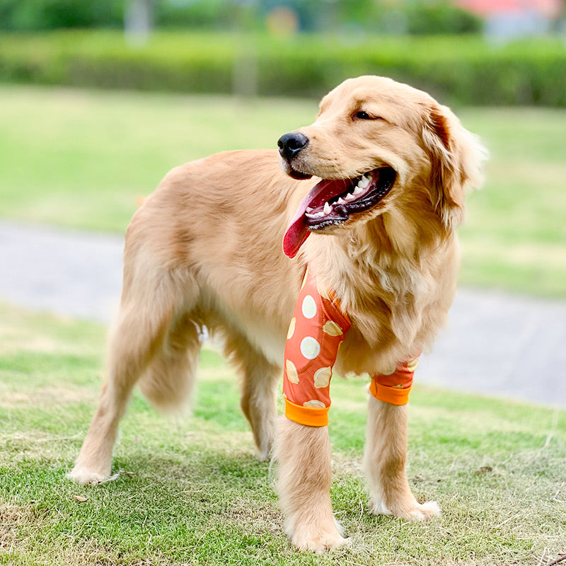 Padded elbow protectors on a large dog lying on a wooden floor