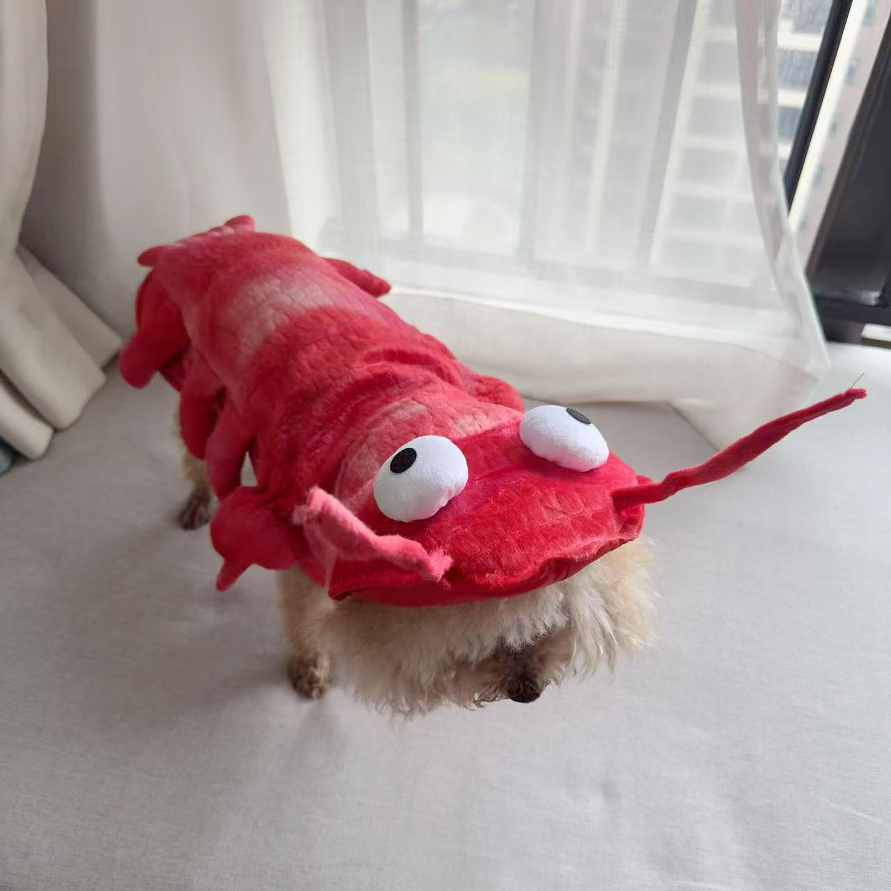 Cat dressed in a red tie dye lobster costume