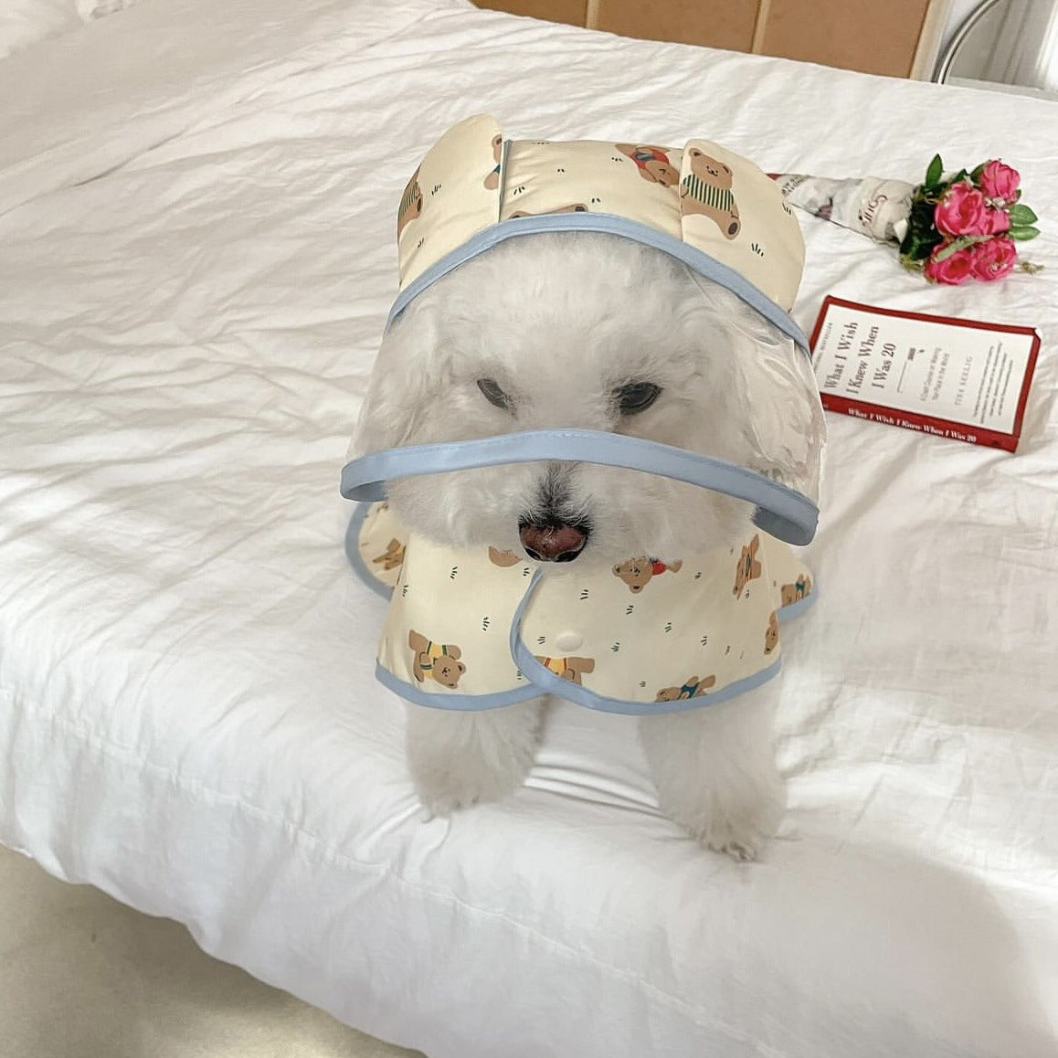 Hooded waterproof dog rain poncho with bear print, in a home setting