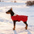 British style two-leg dog winter vest jacket in Grey, in a home setting