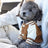 Varsity baseball jacket for small dogs and cats, available in 2 colours, image 3