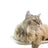 Foldable cat window hammock with suction cups, photo 5 of 52