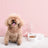 Non-Wet Mouth Water Bowl Creative Pet Plastic Bowl Large Dog Bowl