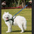 Elastic bungee dog lead with zinc alloy hook, product image 4