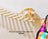 Cat climbing ladder and bridge with sisal steps, full product photo