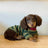 Small dog wearing a dark green striped hoodie
