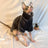 Thick velvet Sphynx cat jumper, available in 10 colours, image 44