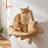 Star and moon cat wall shelves in Star Platforms, Set of 3