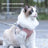 Breathable vest harness for cats and small dogs, 5 sizes available