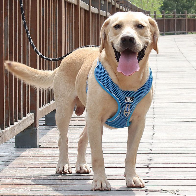 Mesh reflective dog harness, ideal for everyday use