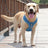 Mesh reflective dog harness, ideal for everyday use