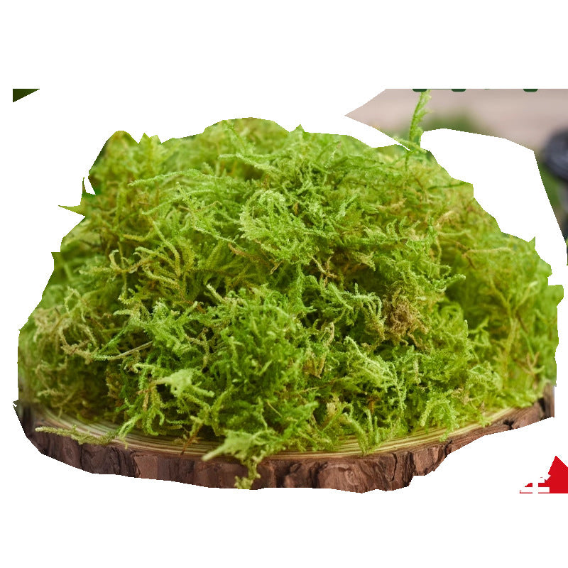 Natural dried moss for reptile bedding in a terrarium