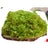 Natural dried moss for reptile bedding in a terrarium