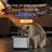 pet water dispenser