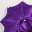 Halloween purple bat cloak for cats and dogs, in a home setting