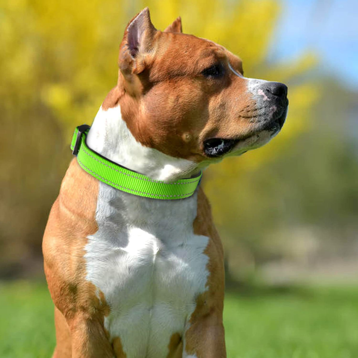 Adjustable buckle pet collar in bright colours for dogs, view 4