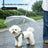 Nylon dog umbrella with lead handle for small dogs, product image 1