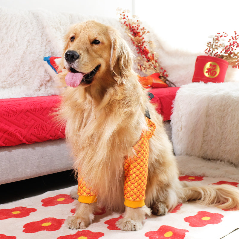 Padded elbow protectors on a large dog lying on a wooden floor