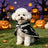 Black eagle feather print Halloween dog cape, in Black, sizes Small to 2XL, image 1