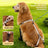 Adjustable waterproof dog shoes, available in 2 colours, sizes Extra Small to 2XL, image 1