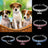 Rhinestone elastic pet collar with charm in Red Bone, in a home setting