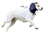 Dog ear muffs with adjustable straps, available in 2 colours, image 3