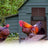Red automatic chicken coop door with light sensor