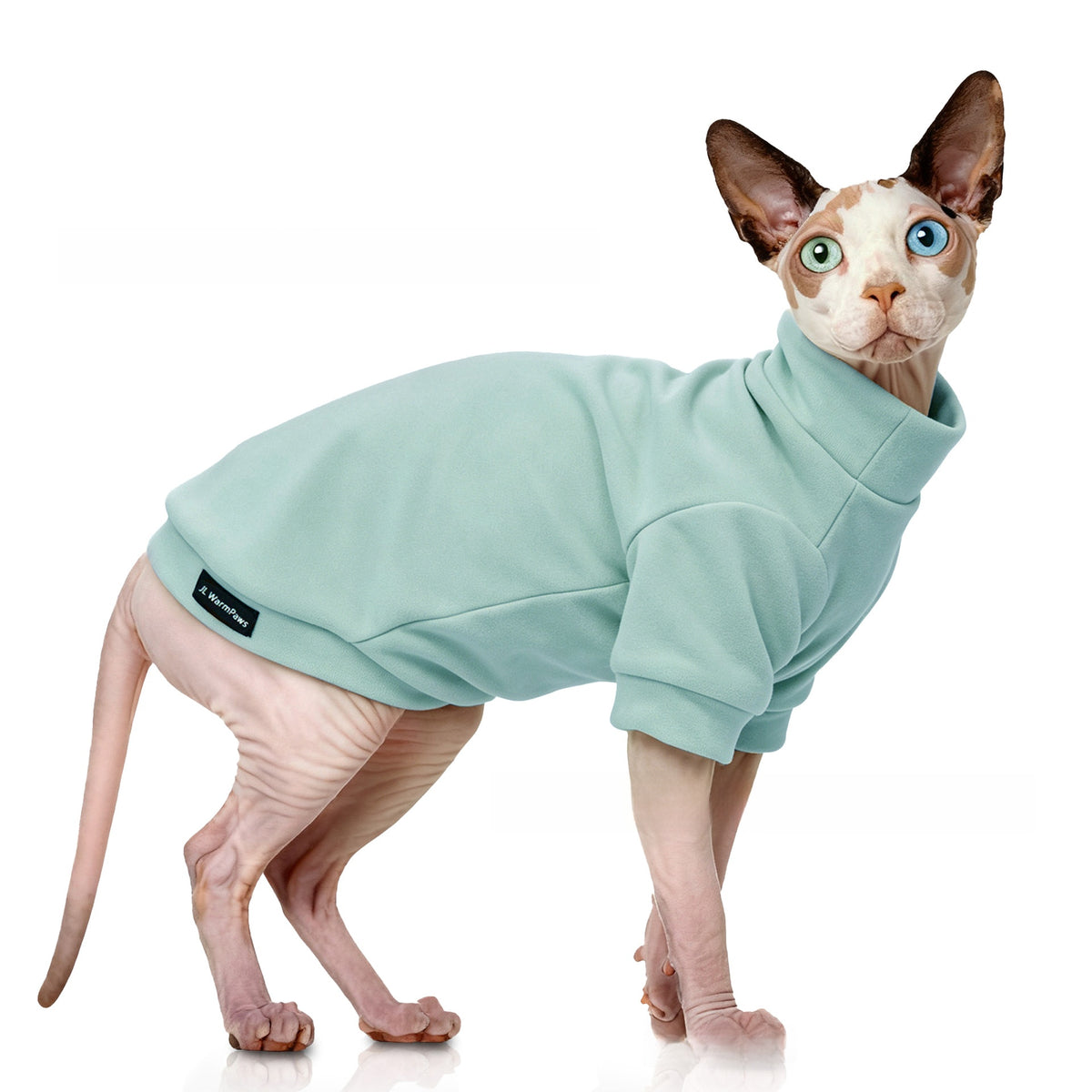 Hairless cat wearing a grey striped belly cover top