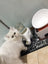 Ceramic elephant cat water dispenser, main product photo