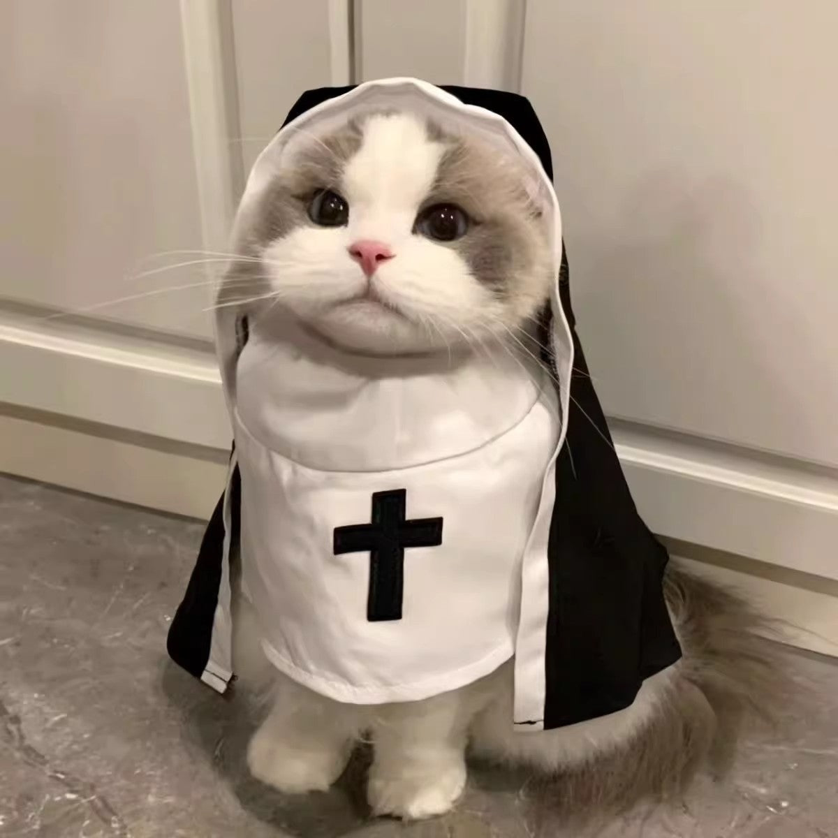 Cat dressed in a funny pumpkin head Halloween costume