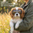 Dog goggles with adjustable straps, ideal for everyday use