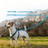 Multi-use bungee dog lead in 5 colour options