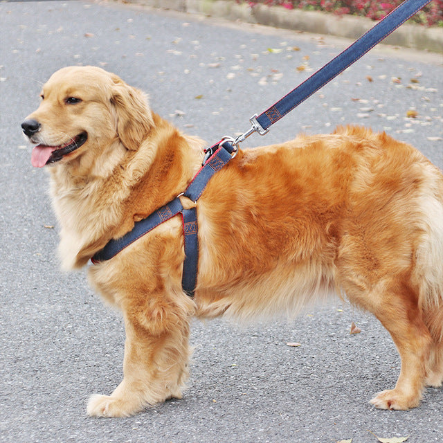 Matching harness, collar and lead set in blue for small pets