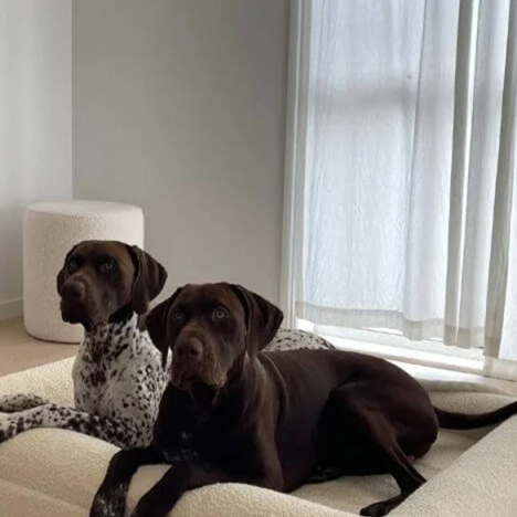 Orthopaedic Memory Foam Dog Bed, Waterproof Washable Mattress