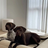Orthopaedic Memory Foam Dog Bed, Waterproof Washable Mattress