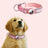 Nylon dog collar with built-in AirTag holder, tag not included, product image 12