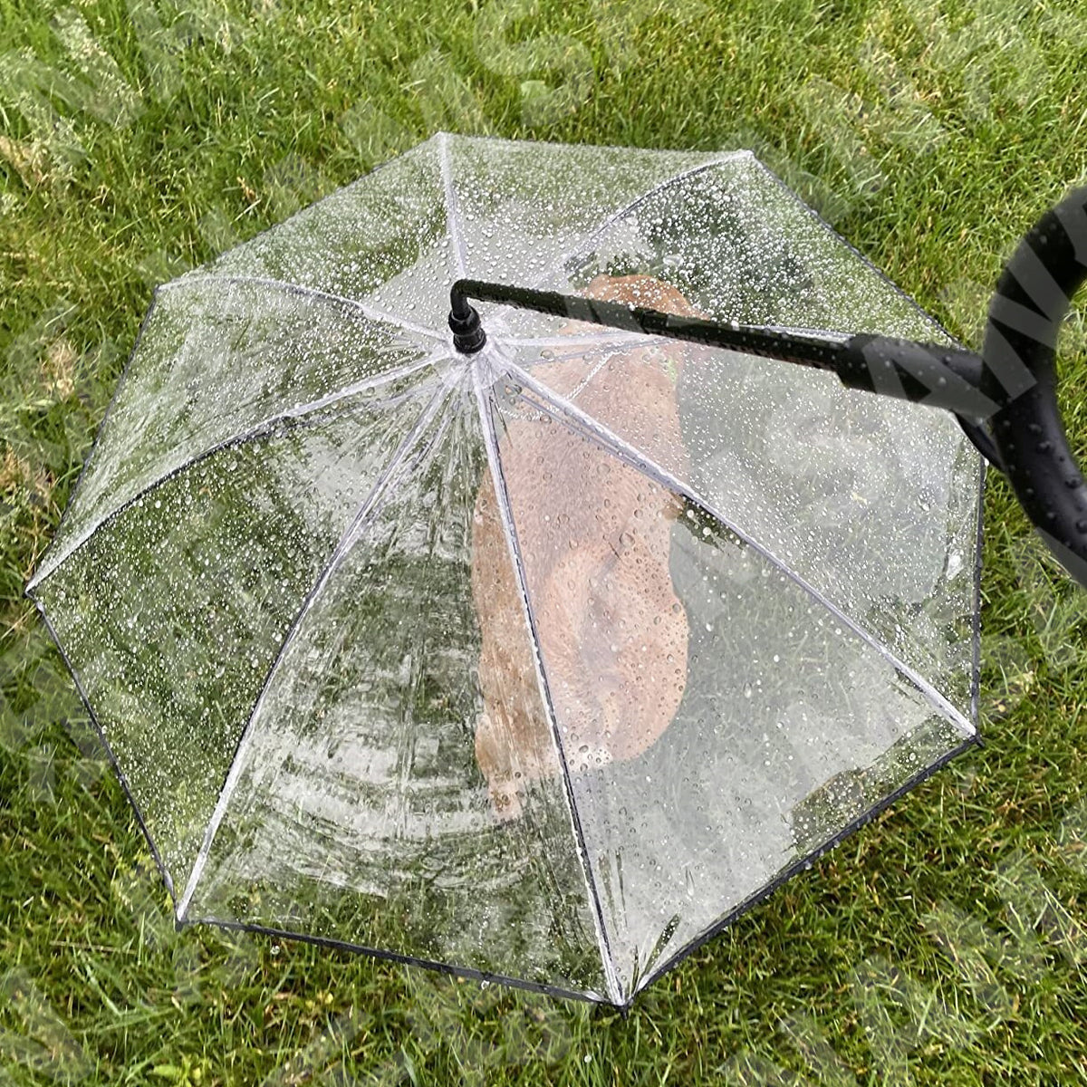 Clear dog umbrella with built-in lead for rainy walks in Transparent with Chain, side view