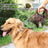 Heavy-duty dog lead, available from Pet Royale UK